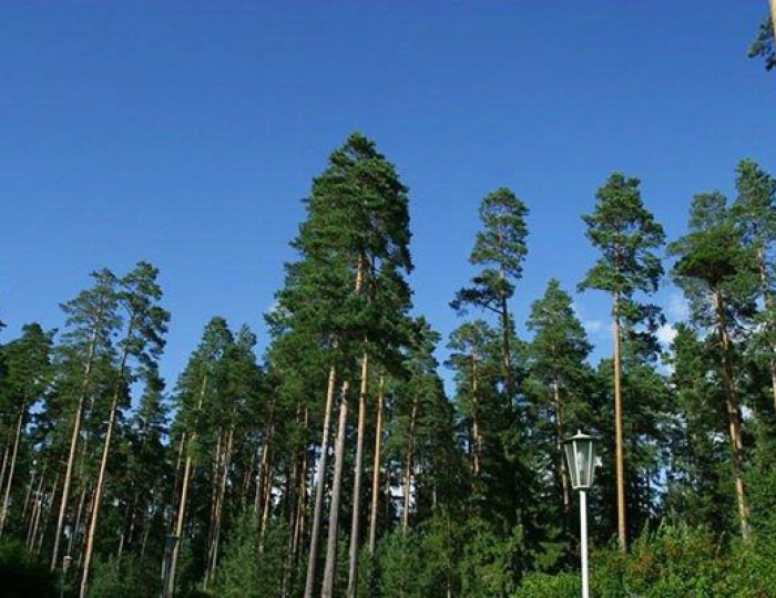 Климатолечение - Санаторий «Боровое» Климатолечение - Санаторий «Боровое»